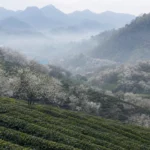 Mộc Châu mùa nào đẹp? Mùa hoa và thời tiết 12 tháng