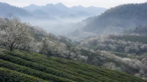 Mộc Châu mùa nào đẹp? Mùa hoa và thời tiết 12 tháng